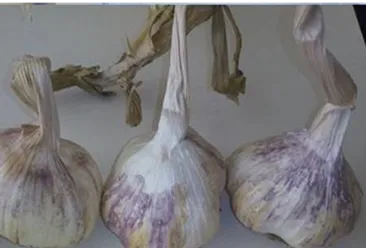 Afşin Koçovası Sarımsağı