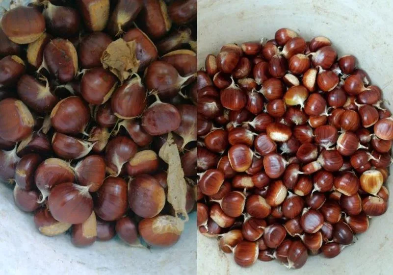 Akçakoca Kaplandede Kestanesi