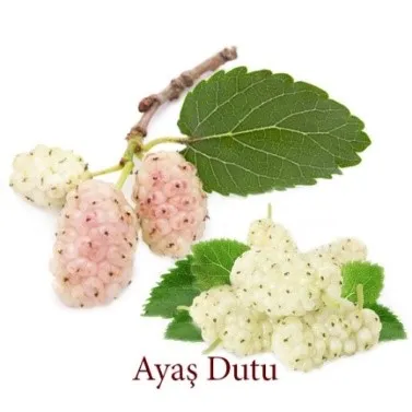 Ayaş Dutu