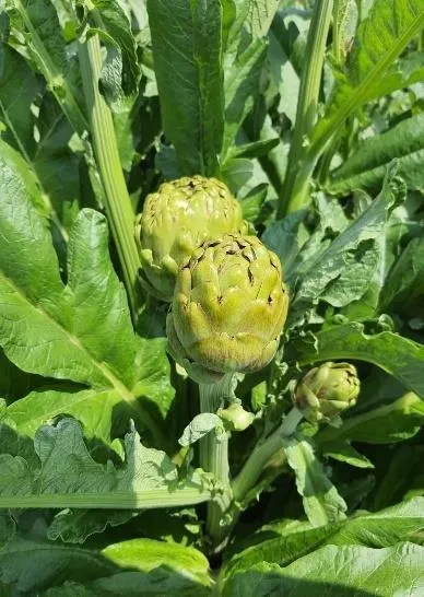 Aydın Enginarı