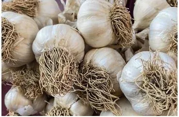 Babaeski Sarımsağı