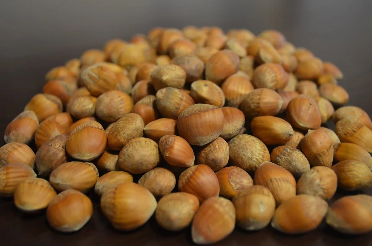 Bolu Dağ Fındığı