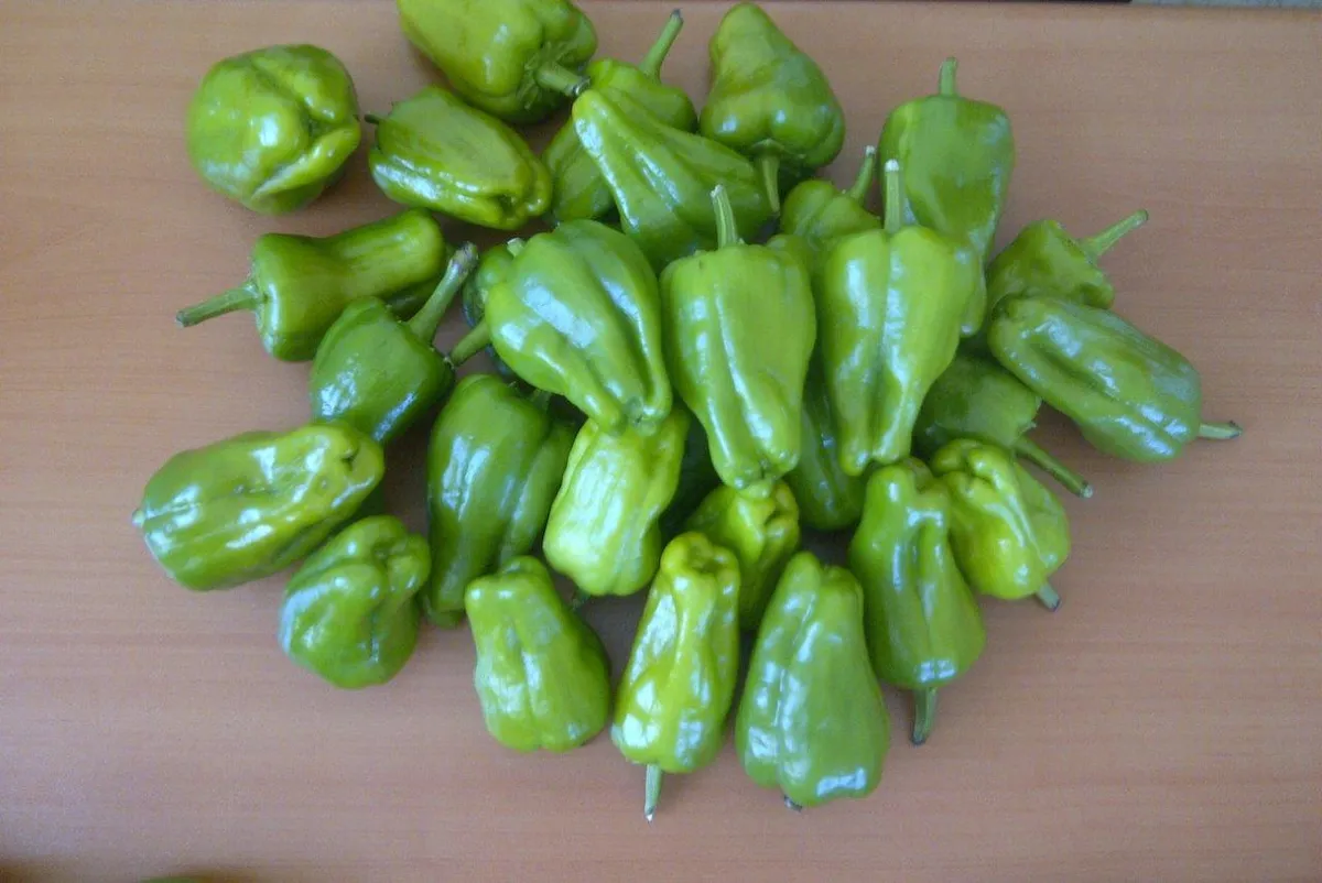 Cemele Biberi