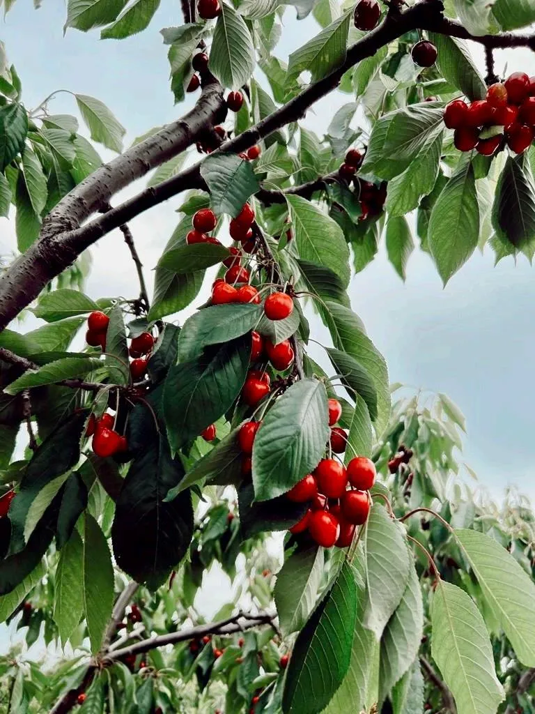 Çeribaşı Kirazı