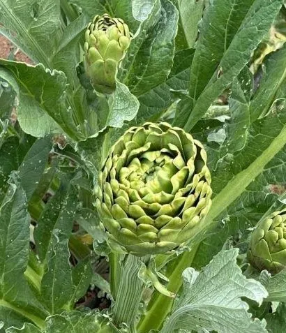Darıca Enginarı
