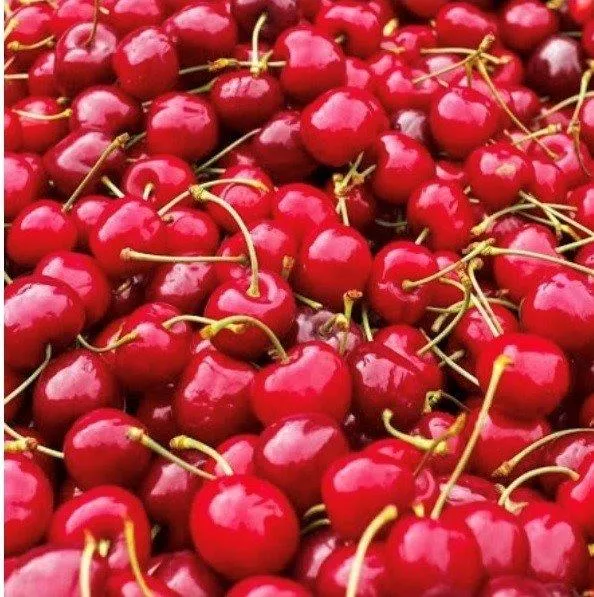 Demirci Kirazı