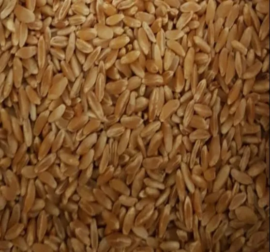 Elazığ Menceki Buğdayı