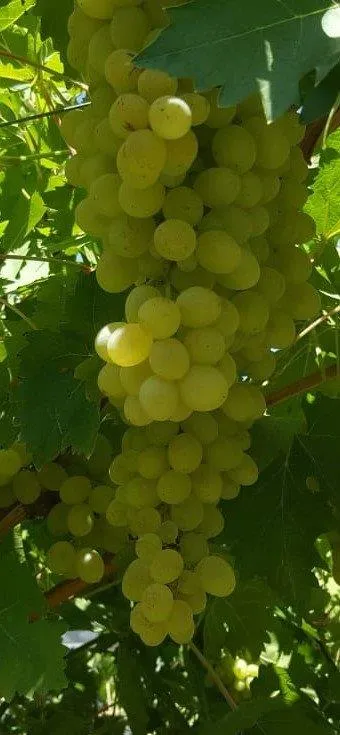 Elazığ Tahannebi Üzümü