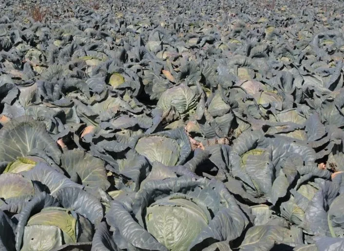 Erciş Lahanası