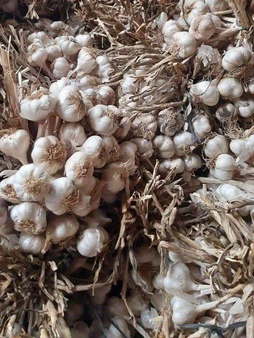 Gelendost Çaltı Sarımsağı