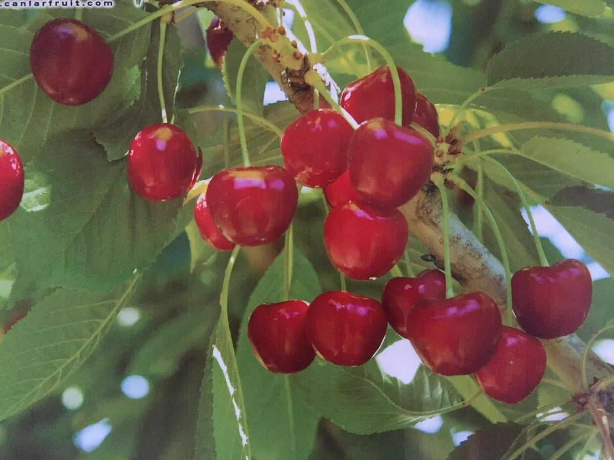 Honaz Kirazı