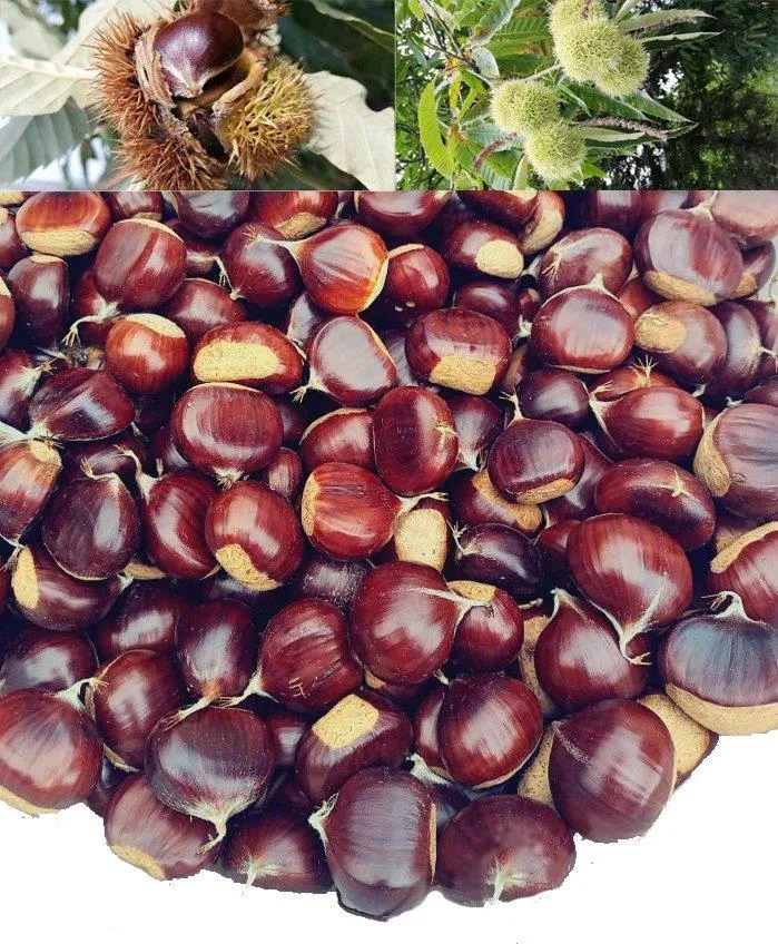 İnebolu Kuzu Kestane