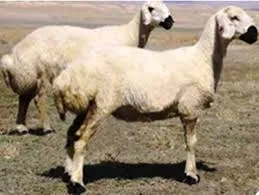 Kangal Koyunu