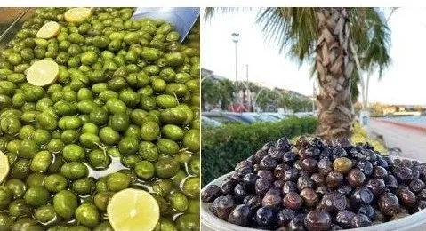 Karamürsel Samanlı Zeytini