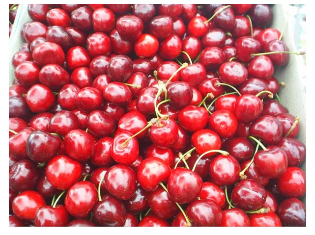 Keles Kirazı