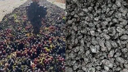 Kilis Horoz Karası Üzümü