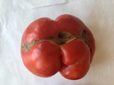 Koyulhisar Domatesi