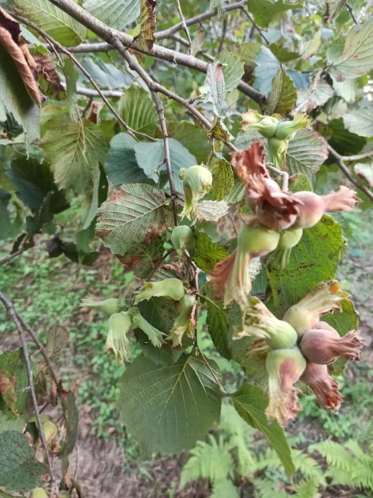 Ordu Çakıldak Fındığı