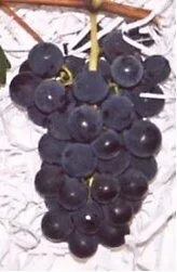 Rize Kokulu Üzümü