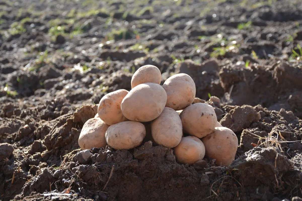 Şuhut Patatesi