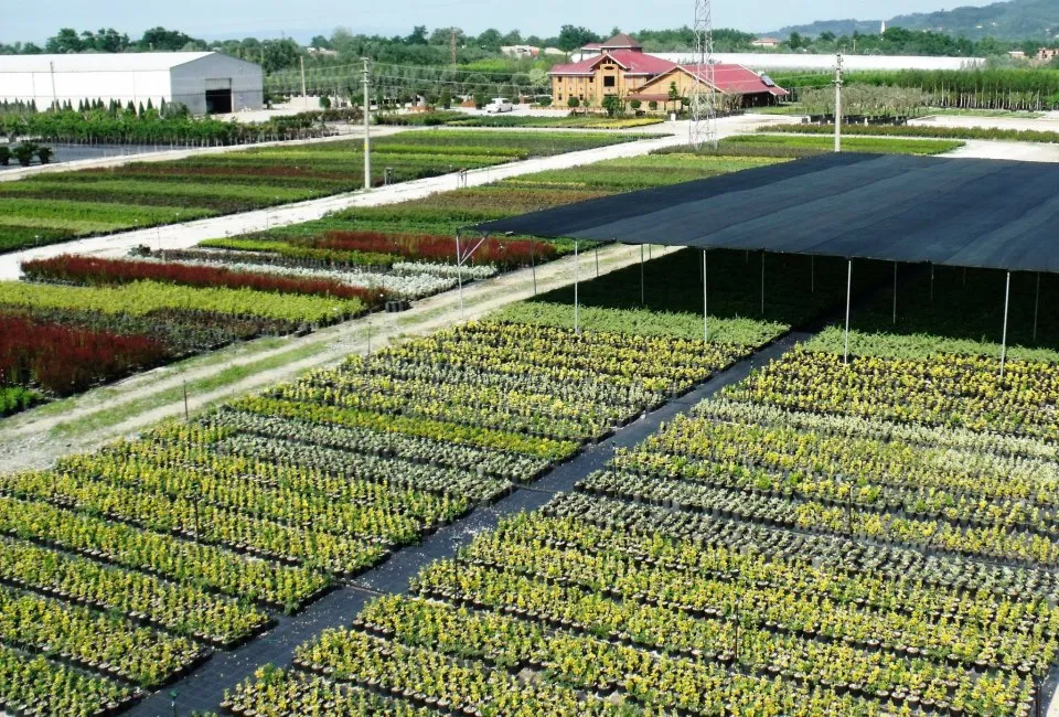Arifiye'nin Kalbindeki Manevi Yolculuk: Camiler ve Kültürel Miras