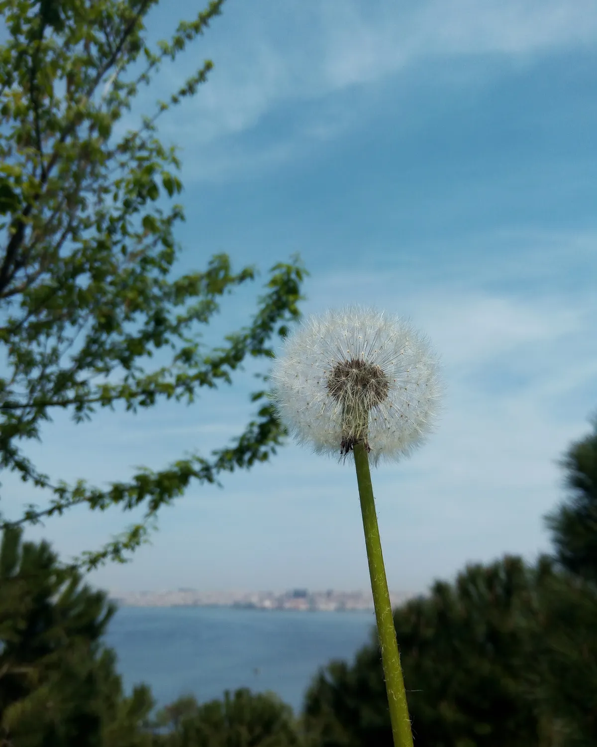 Avcılar Paşaeli Kent Parkı ve Biyolojik Gölet