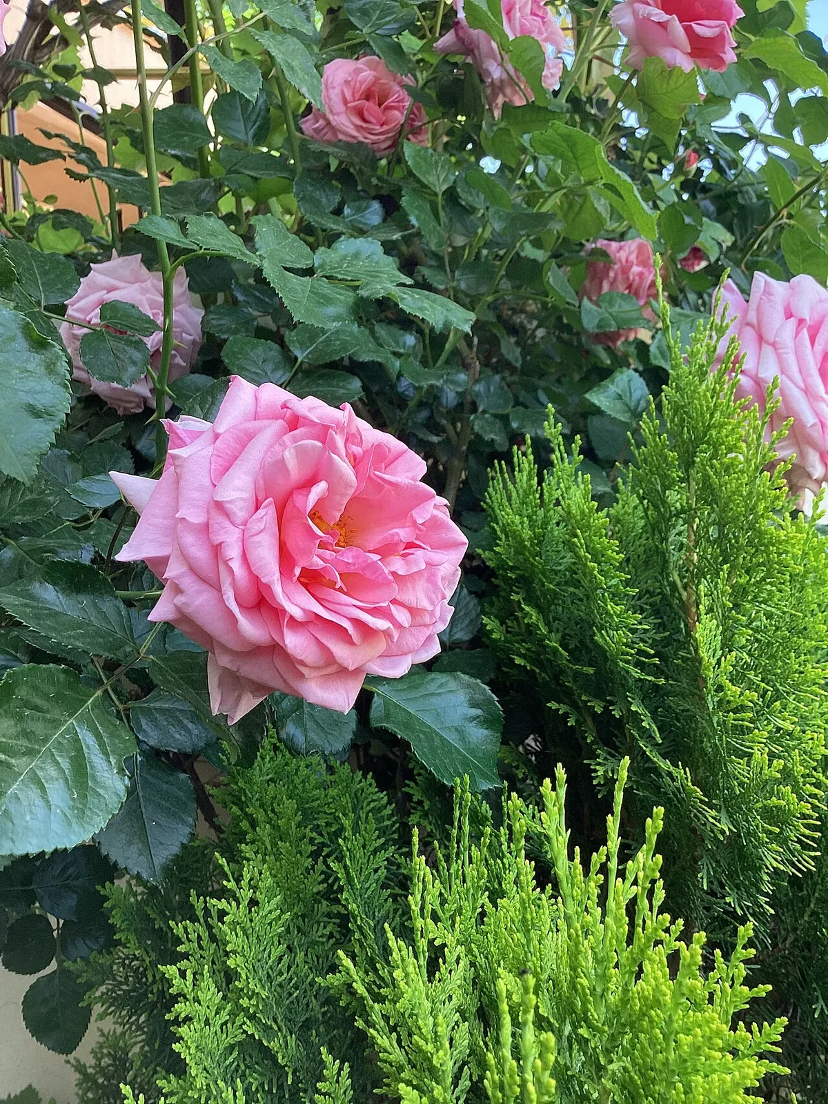 Başmakçı Gül Bahçeleri (Rosa Damascena)