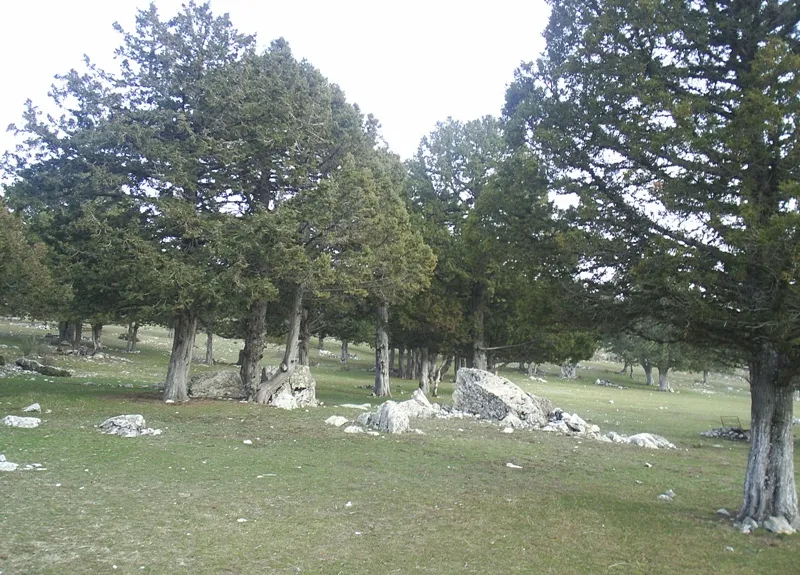 Böğrüdelik Yaylası & Doğal Çam Mesire Alanı (1400m)