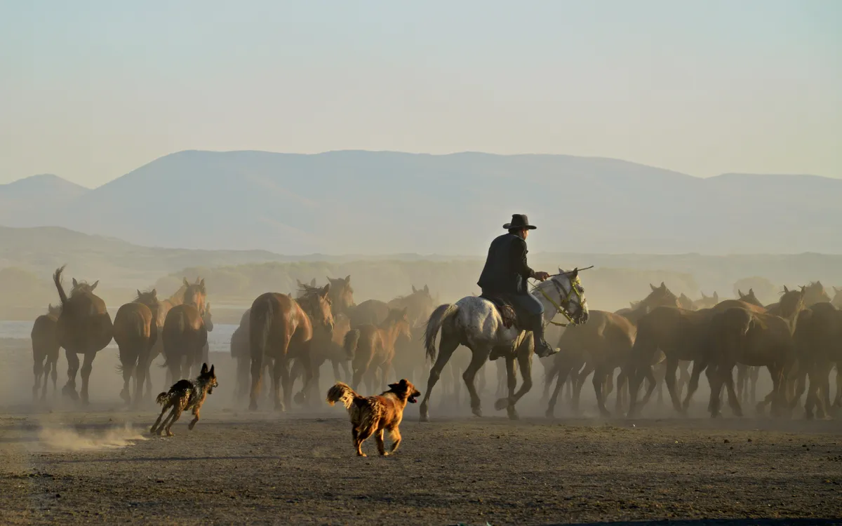 At Yaylasi & Bolu Wild Horses Nature Reserve (1250m)