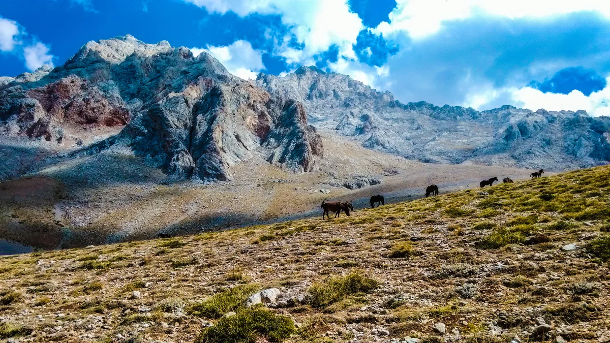 Büyük Yayla & Geleneksel Yağlı Güreş Çayırı (1650m Yapraklı)
