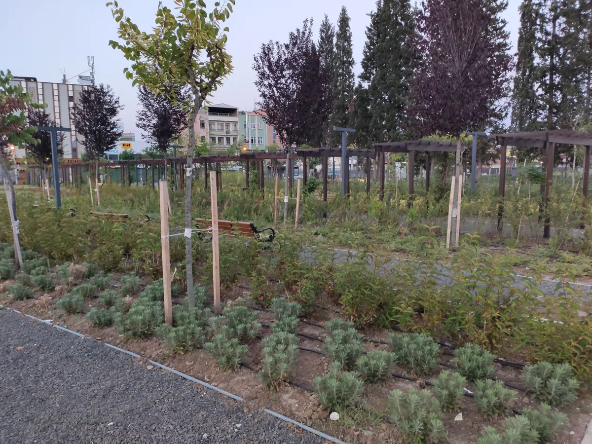 Canik Meşe Orman Parkı ve Seyir Terası