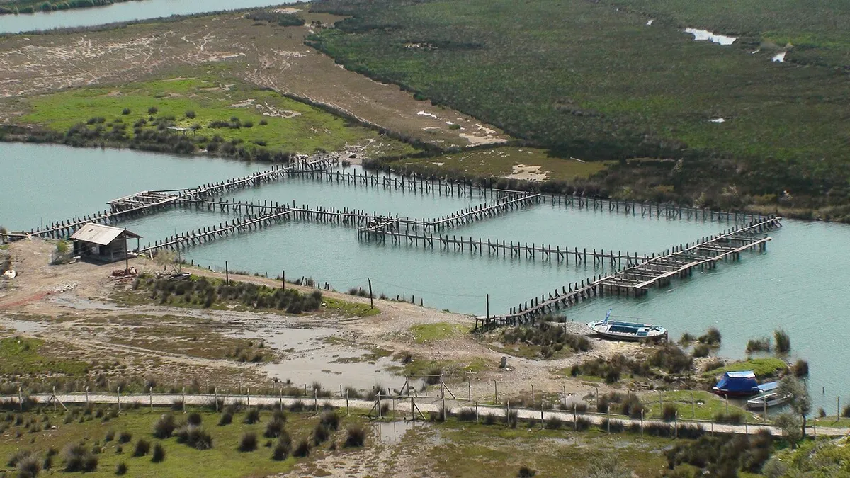 Dalyan Kanalı Sazlık Labirentleri ve Mavi Yengeç - Muğla Ortaca