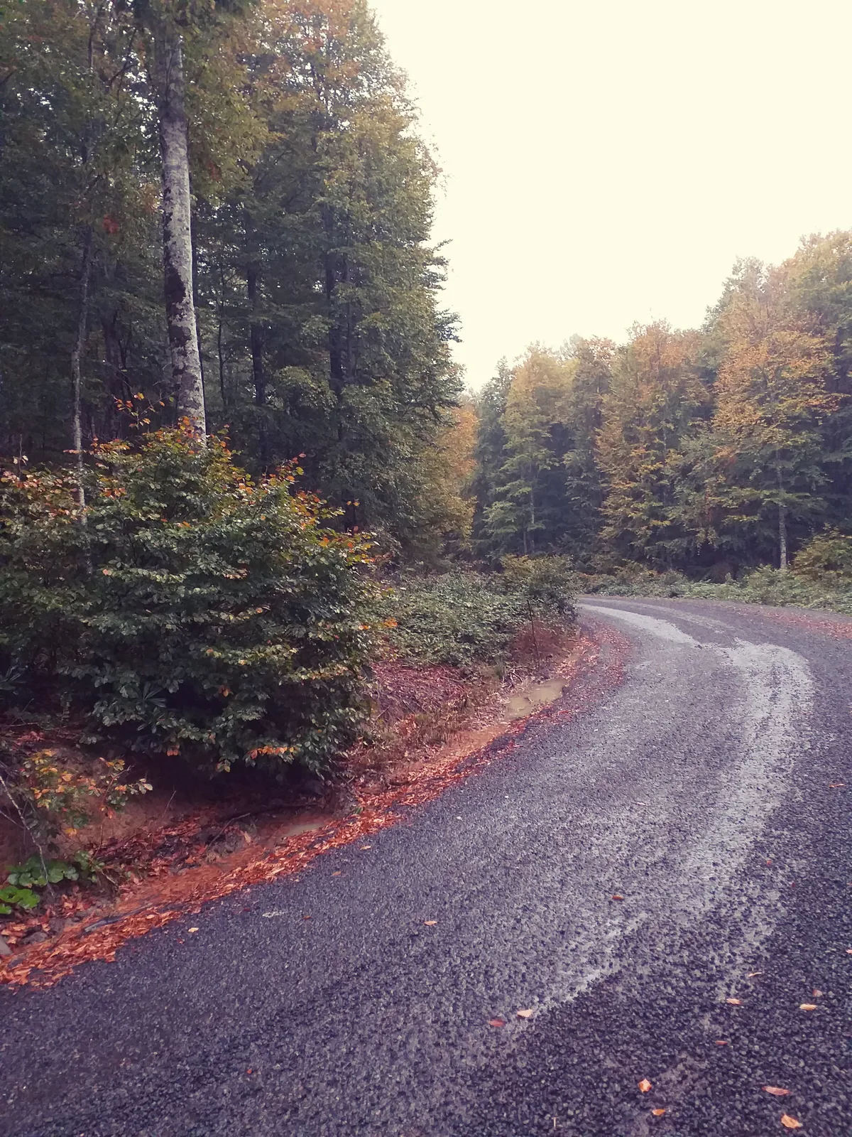 Eriklitepe Tabiat Parkı ve Samanlı Kayın Ormanları (950 m) - Kocaeli Gölcük