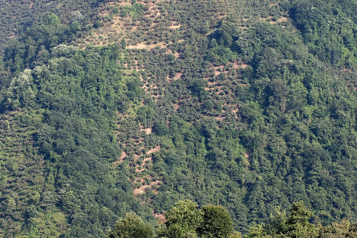 Giresun Fındık Müzesi ve Botanik Bahçesi