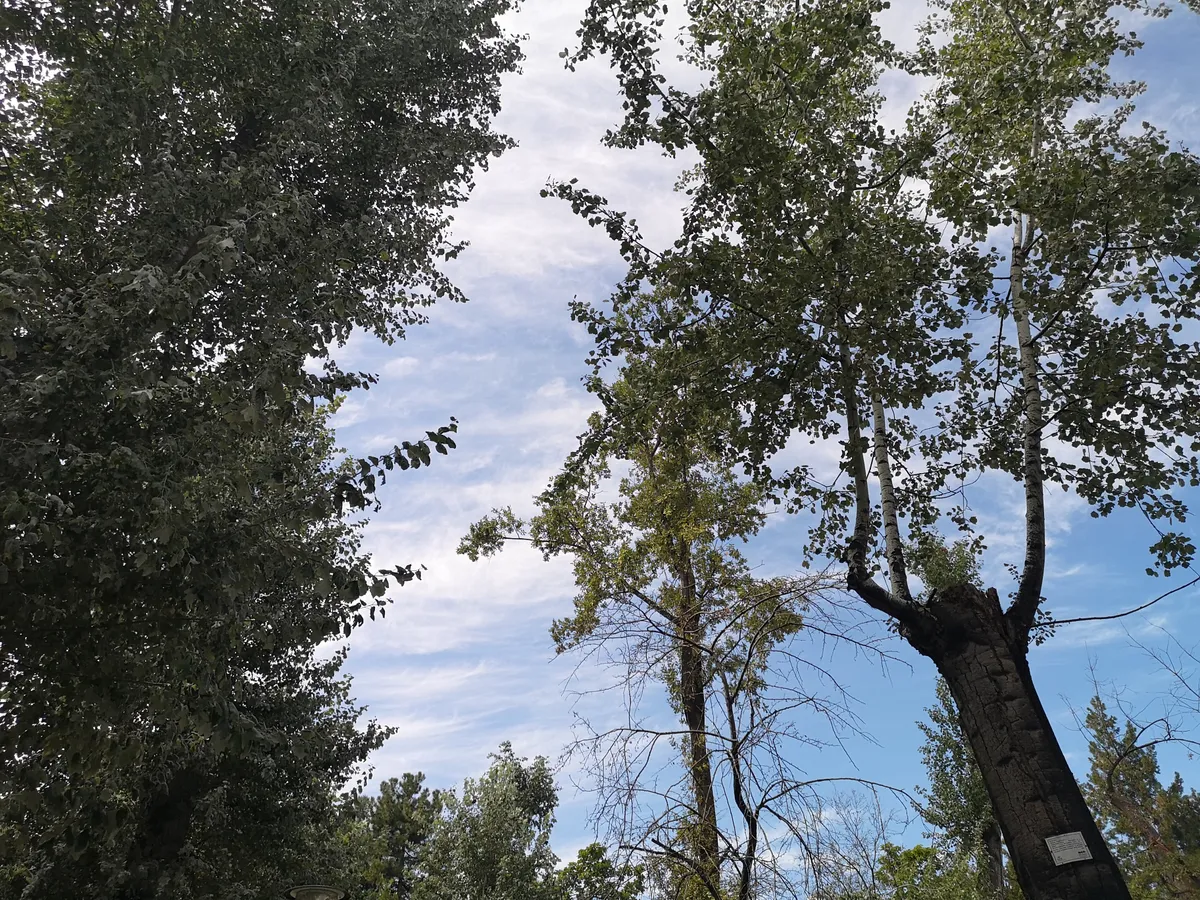 Kuğulu Park ve Göleti Tabiat Parkı Mesire Alanı