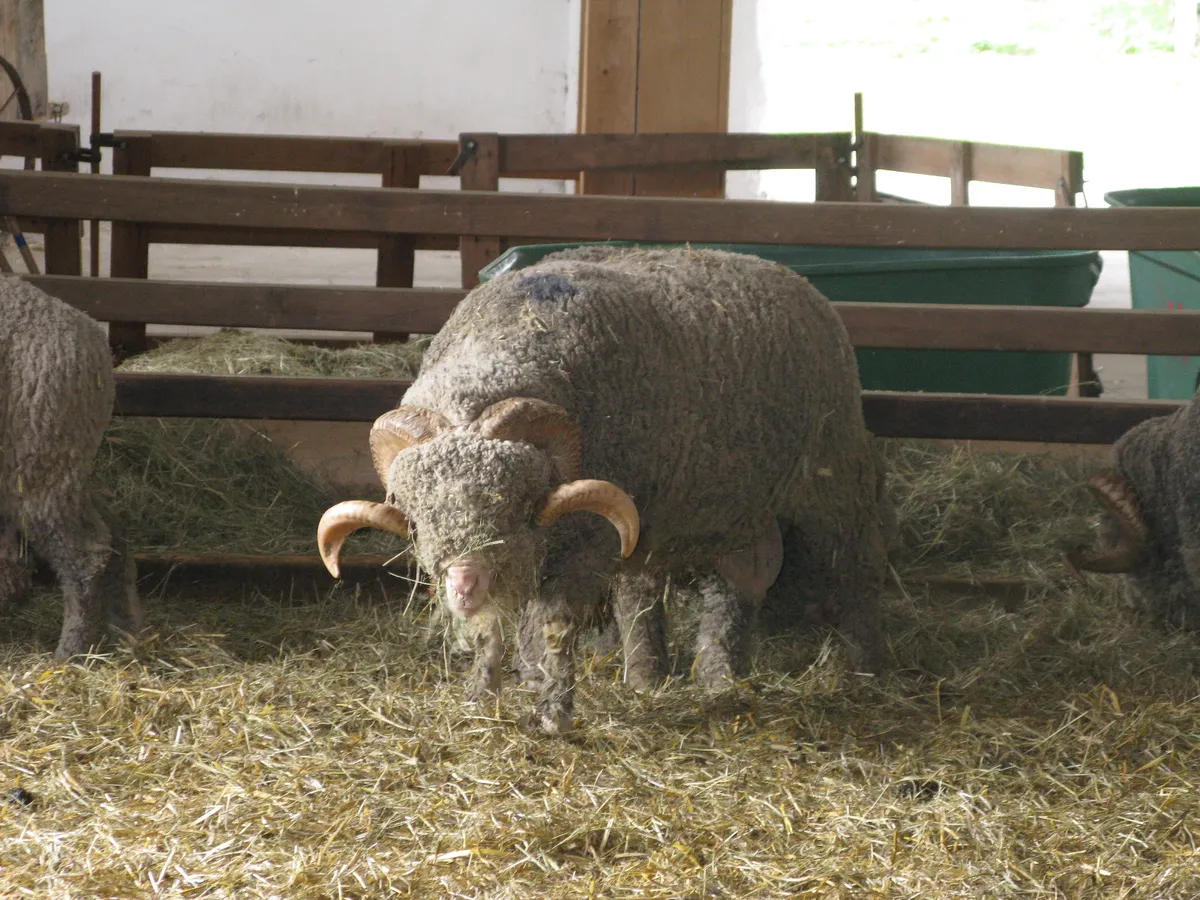 Merinos Camii (Külliyesi)