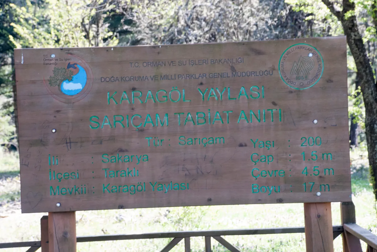Sarıçam Yaylası ve Tabiat Alanı (Kaynaşlı)