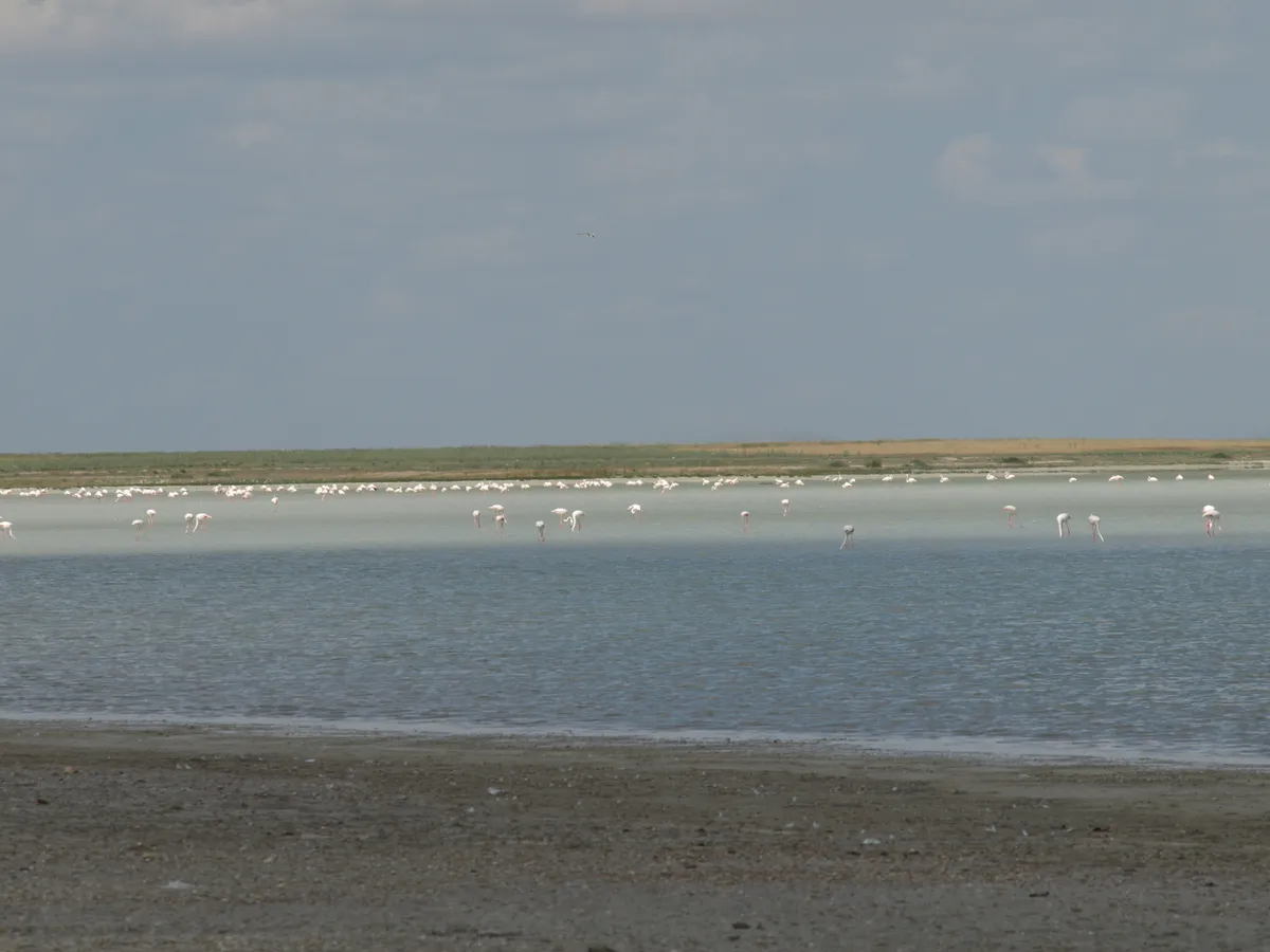 Seyfe Gölü Tabiatı Koruma Alanı ve Kuş Cenneti (Ramsar Alanı)