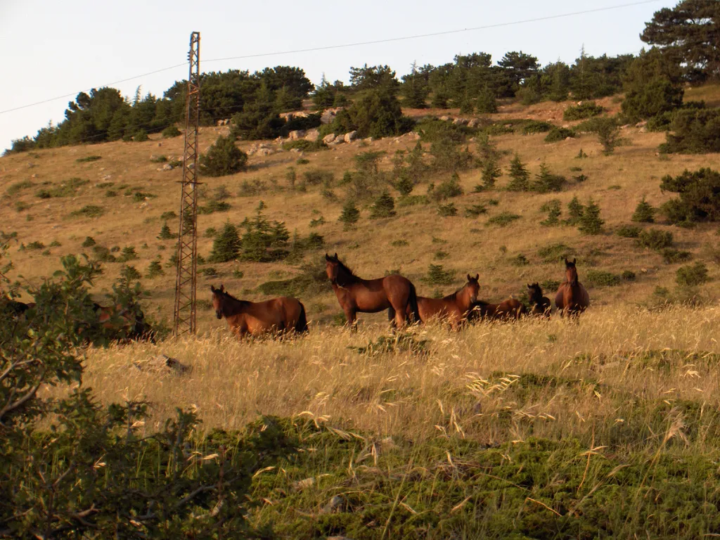 Manisa