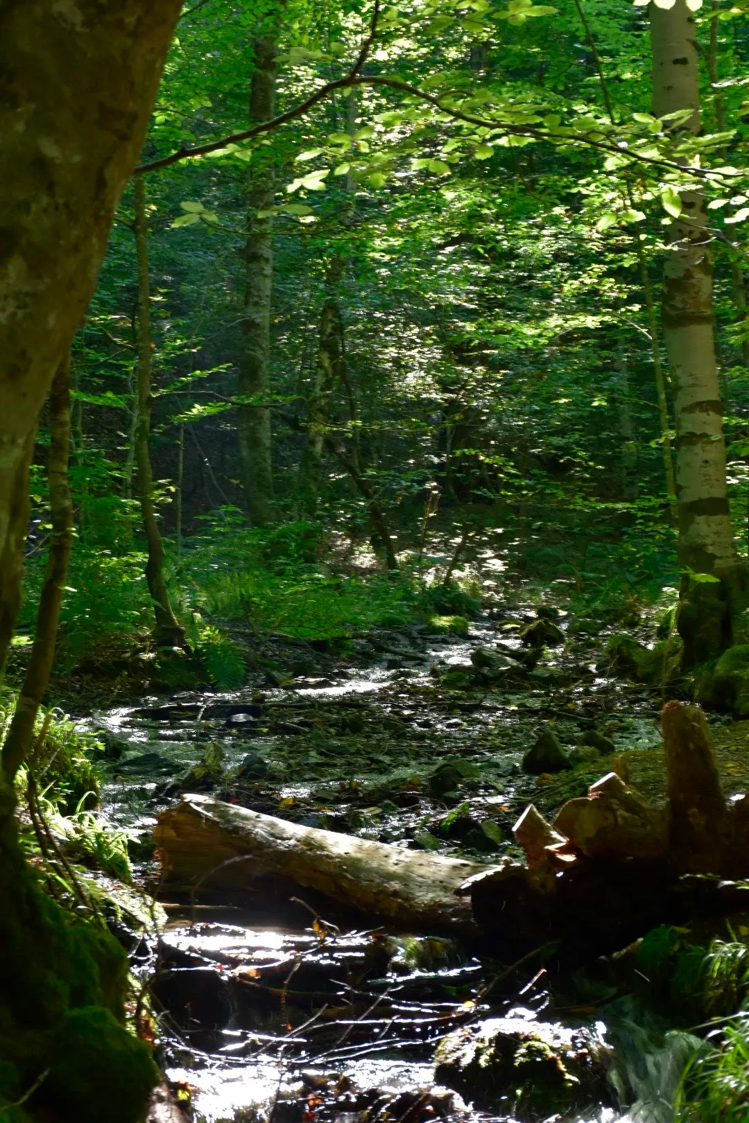 The Natural Heart of Bolu Center: The Spirit of Gölcük Nature Park and Surrounding National Parks