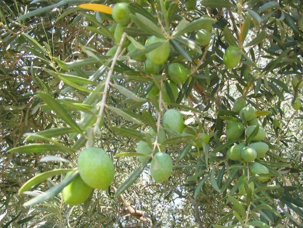 Aydın Yamalak Sarısı Zeytini