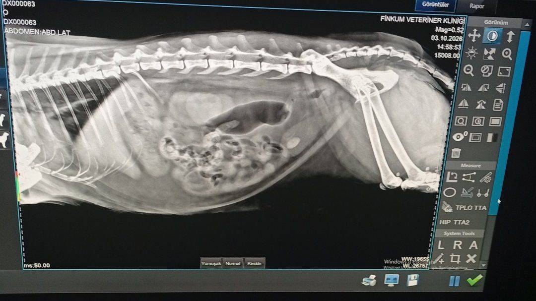 Finkum Veteriner Kliniği
